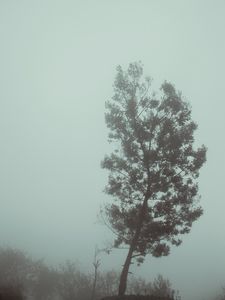 Preview wallpaper tree, fog, autumn, haze, gloomy