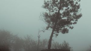 Preview wallpaper tree, fog, autumn, haze, gloomy