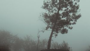 Preview wallpaper tree, fog, autumn, haze, gloomy