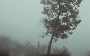 Preview wallpaper tree, fog, autumn, haze, gloomy