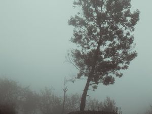 Preview wallpaper tree, fog, autumn, haze, gloomy