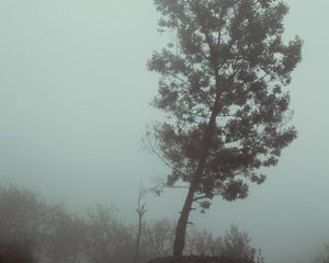 Preview wallpaper tree, fog, autumn, haze, gloomy