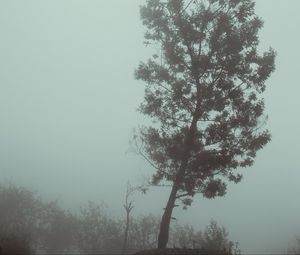 Preview wallpaper tree, fog, autumn, haze, gloomy