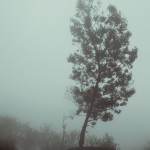 Preview wallpaper tree, fog, autumn, haze, gloomy