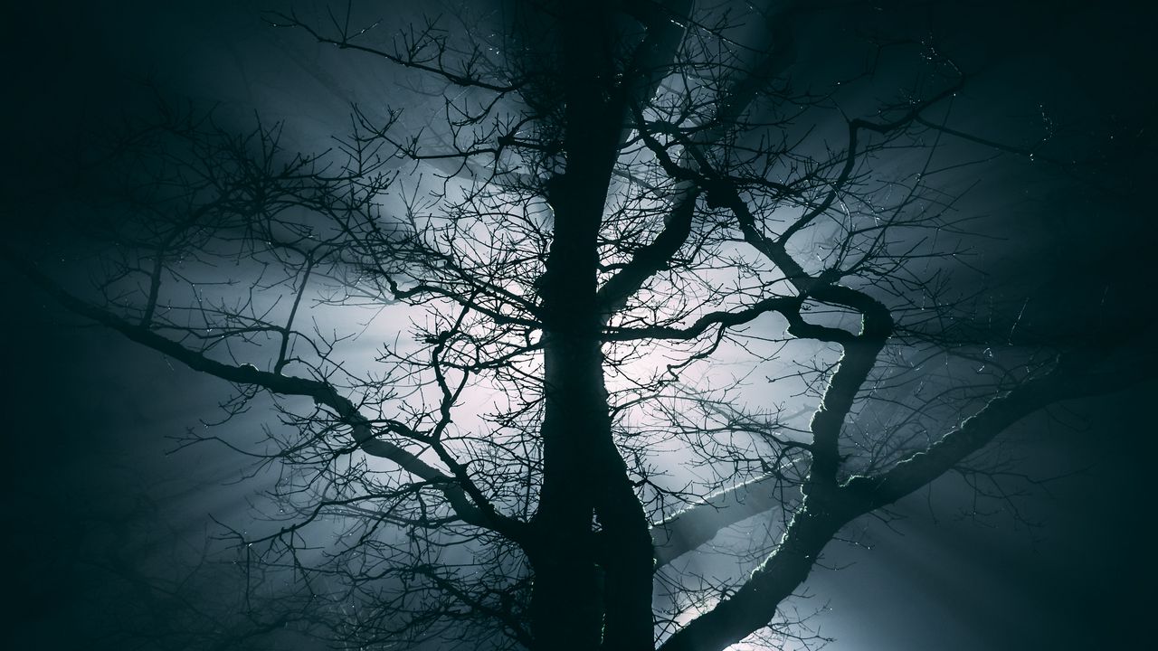 Wallpaper tree, fog, branches, night