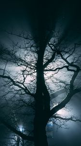 Preview wallpaper tree, fog, branches, night