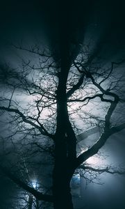 Preview wallpaper tree, fog, branches, night
