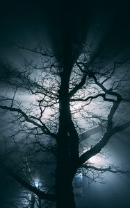 Preview wallpaper tree, fog, branches, night