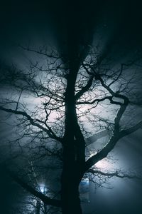 Preview wallpaper tree, fog, branches, night