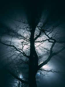 Preview wallpaper tree, fog, branches, night