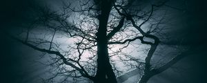 Preview wallpaper tree, fog, branches, night