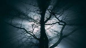 Preview wallpaper tree, fog, branches, night