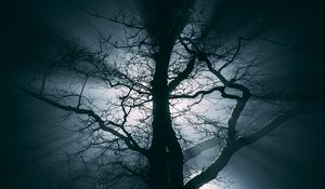 Preview wallpaper tree, fog, branches, night