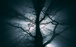 Preview wallpaper tree, fog, branches, night
