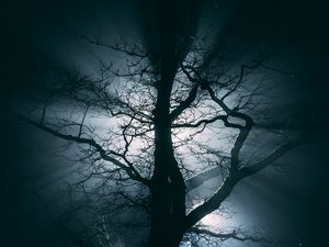 Preview wallpaper tree, fog, branches, night