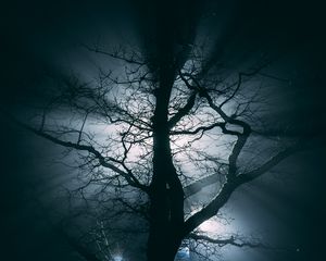 Preview wallpaper tree, fog, branches, night