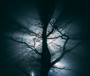 Preview wallpaper tree, fog, branches, night
