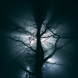 Preview wallpaper tree, fog, branches, night