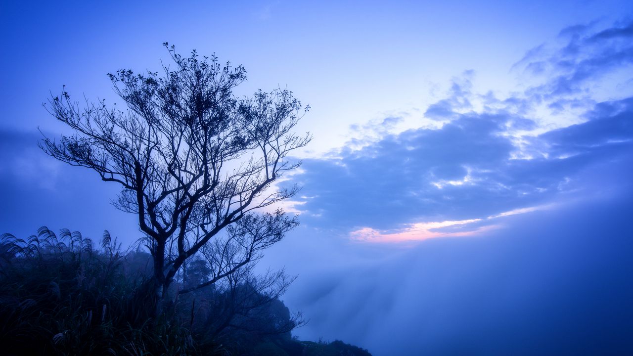 Wallpaper tree, fog, branches, sky, clouds