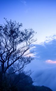 Preview wallpaper tree, fog, branches, sky, clouds