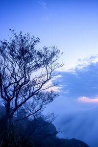 Preview wallpaper tree, fog, branches, sky, clouds