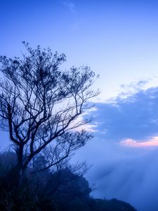 Preview wallpaper tree, fog, branches, sky, clouds