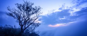 Preview wallpaper tree, fog, branches, sky, clouds