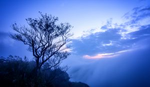 Preview wallpaper tree, fog, branches, sky, clouds