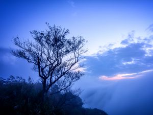 Preview wallpaper tree, fog, branches, sky, clouds