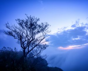 Preview wallpaper tree, fog, branches, sky, clouds