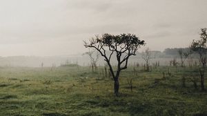 Preview wallpaper tree, fog, bushes, grass
