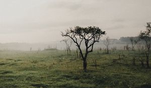 Preview wallpaper tree, fog, bushes, grass