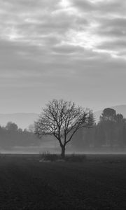 Preview wallpaper tree, fog, bw, field