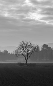 Preview wallpaper tree, fog, bw, field