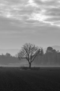 Preview wallpaper tree, fog, bw, field