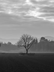 Preview wallpaper tree, fog, bw, field