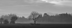 Preview wallpaper tree, fog, bw, field