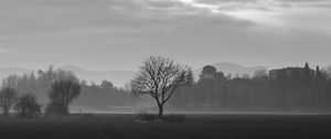 Preview wallpaper tree, fog, bw, field