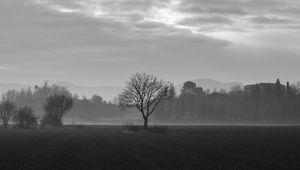 Preview wallpaper tree, fog, bw, field