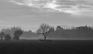 Preview wallpaper tree, fog, bw, field