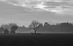 Preview wallpaper tree, fog, bw, field