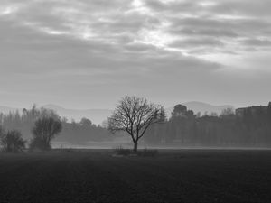 Preview wallpaper tree, fog, bw, field
