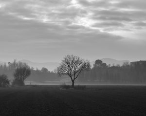 Preview wallpaper tree, fog, bw, field
