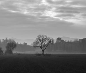 Preview wallpaper tree, fog, bw, field