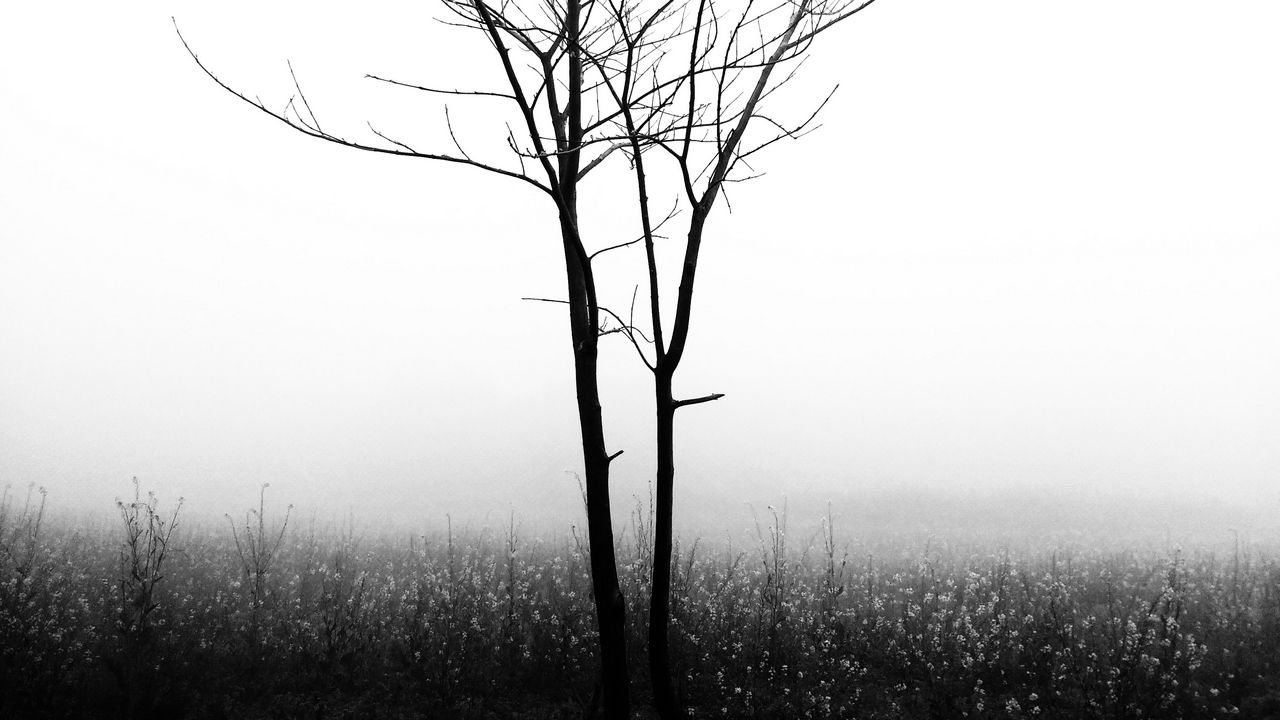 Wallpaper tree, fog, bw, minimalism, nature