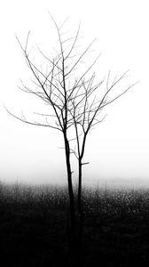 Preview wallpaper tree, fog, bw, minimalism, nature