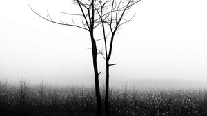 Preview wallpaper tree, fog, bw, minimalism, nature