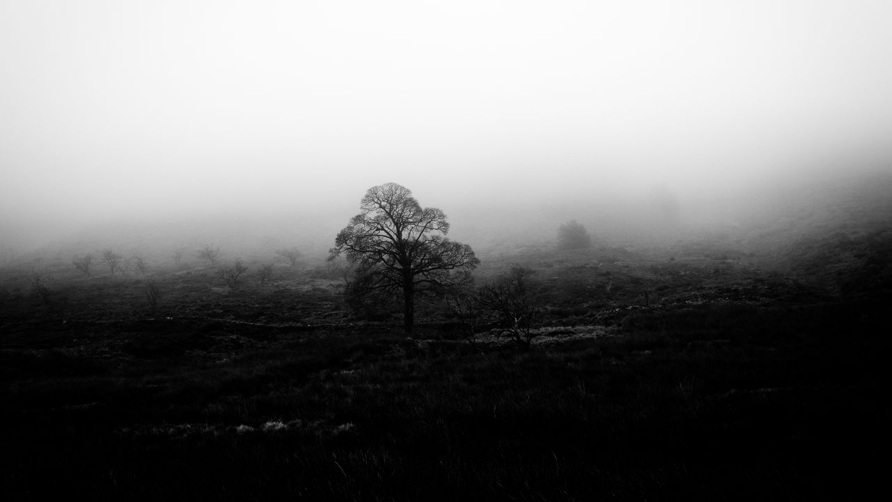 Wallpaper tree, fog, bw, nature