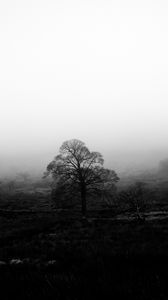 Preview wallpaper tree, fog, bw, nature