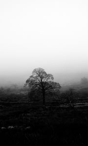 Preview wallpaper tree, fog, bw, nature